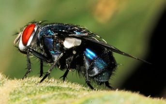 Information on the Adaptation and Behavior of Insects