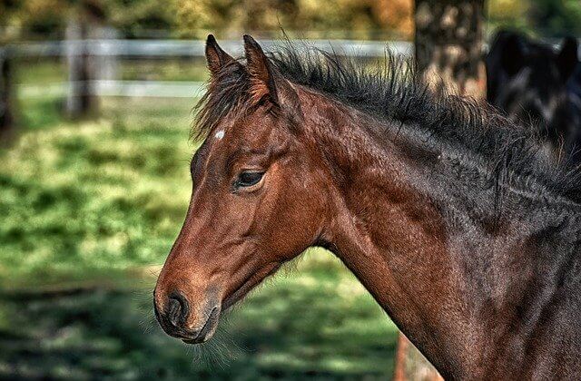 10 Characteristics Of Horses - Facts About Horses