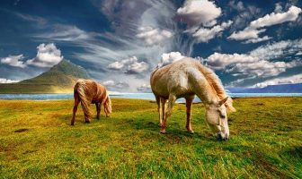 10 Characteristics Of Horses - Facts About Horses