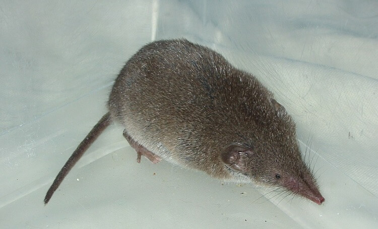 The Smallest Mammal in the World: Sorexes (Why Eskimos Are Afraid of Sorex?)