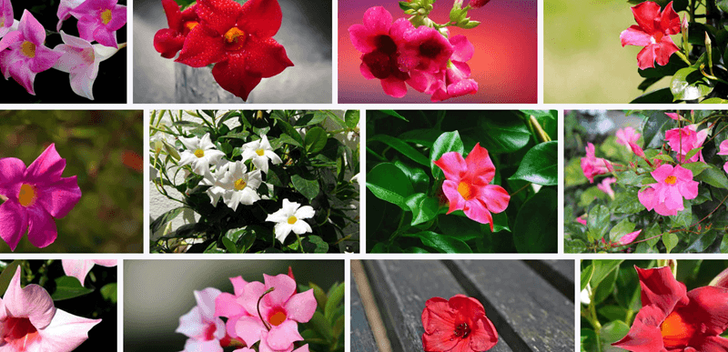 Dipladenia Flower Care Instructions (Repotting, Care Tips, Lighting, Soil, Watering)