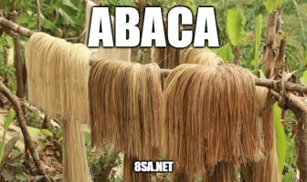 Use Abaca in a Sentence - How to use "Abaca" in a sentence