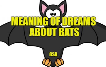 bat dreams