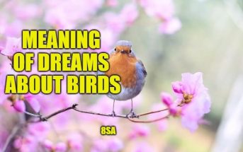 Dreams About Birds