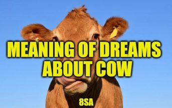 Dreams About Cows