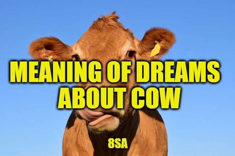 Dreams About Cows
