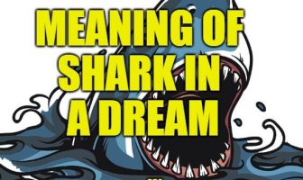shark dreams