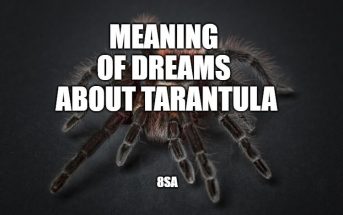 tarantula dream