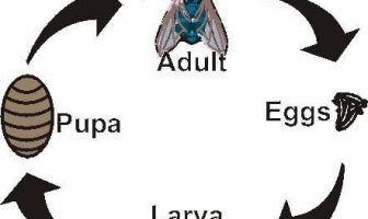 Life Cycle Of A Fly (Egg, Larva, Pupa, Adult)