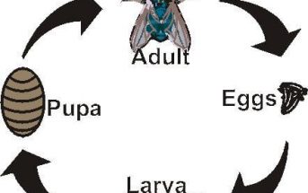 Life Cycle Of A Fly (Egg, Larva, Pupa, Adult)