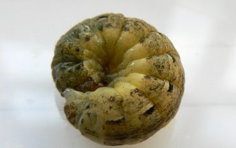 The cutworm larva of the large yellow underwing (Noctua pronuba)