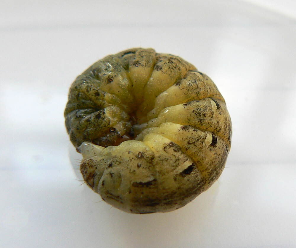 The cutworm larva of the large yellow underwing (Noctua pronuba)