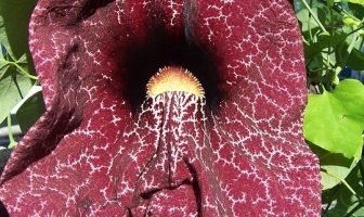 Use Aristolochia in a Sentence - How to use "Aristolochia" in a sentence