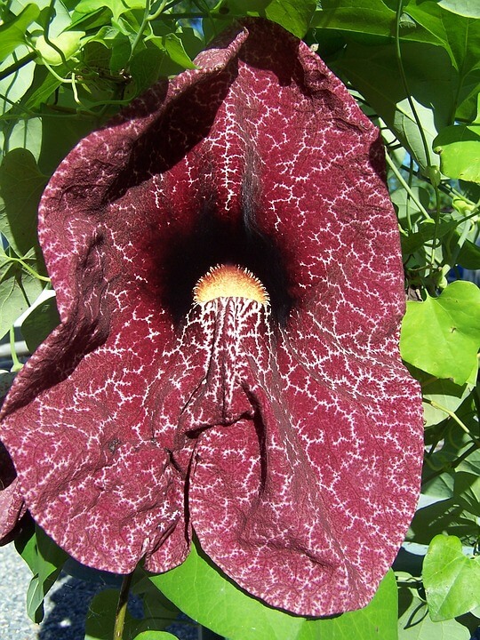 Use Aristolochia in a Sentence - How to use "Aristolochia" in a sentence