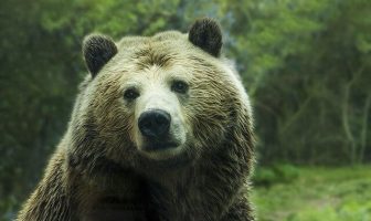 Idioms With Bear and Meanings