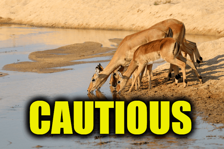 Use Cautious in a Sentence - How to use "Cautious" in a sentence