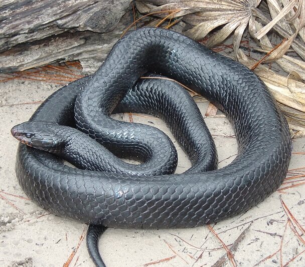 What are the features and facts of indigo snakes?