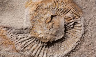 Devonian Period Facts - What happened during the devonian period?