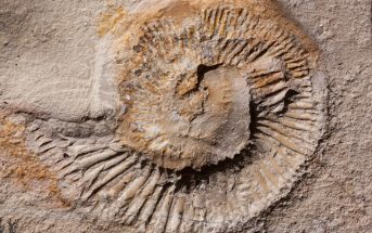 Devonian Period Facts - What happened during the devonian period?