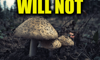 Use Will not in a Sentence - How to use "Will not" in a sentence