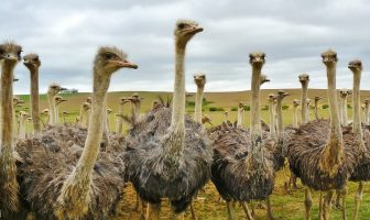 Use Ostrich in a Sentence - How to use "Ostrich" in a sentence