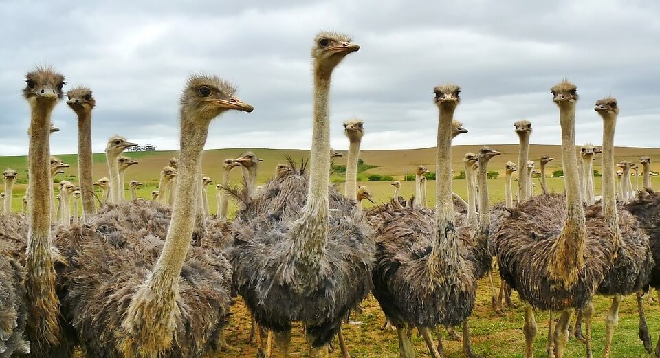 Use Ostrich in a Sentence - How to use "Ostrich" in a sentence