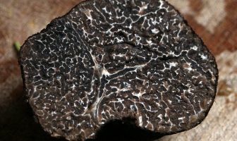 Information About Truffle Mushrooms - What are the characteristics of...