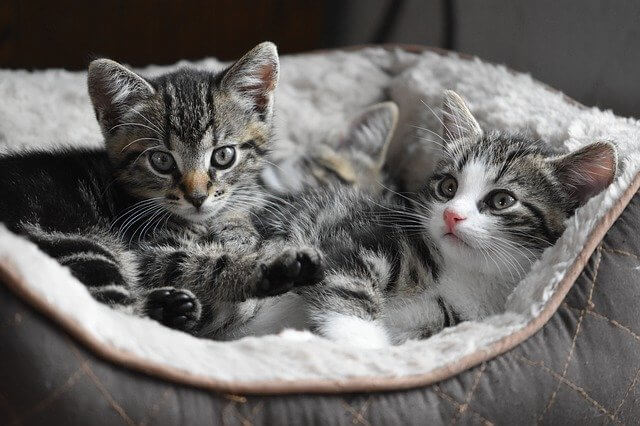 What is National Kitten Day (July 10) and Activities