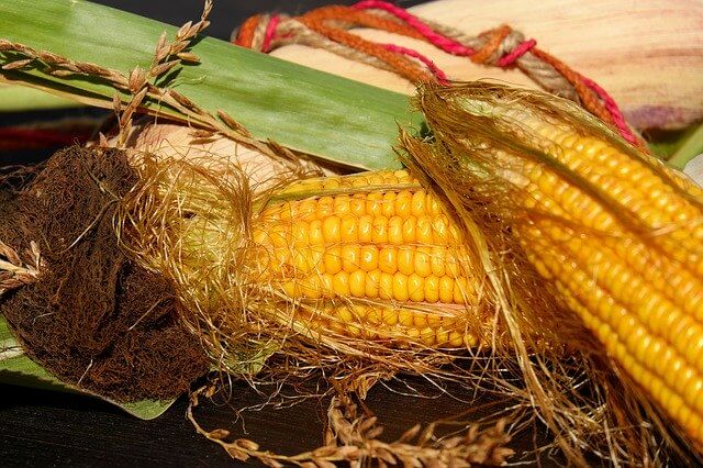 What is National Corn on the Cob Day (June 11) & Activities