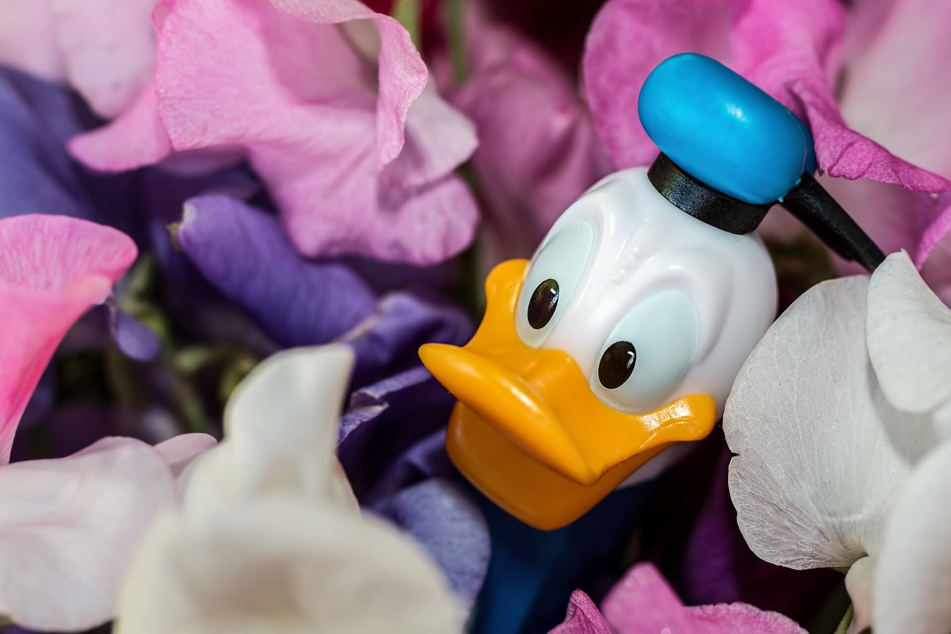 What is National Donald Duck Day (June 9) and Activities
