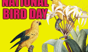 National Bird Day (January 5)