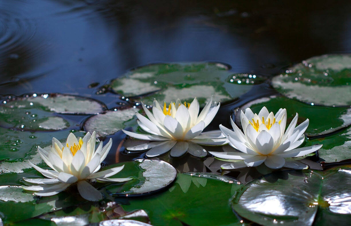 White Lotus Day