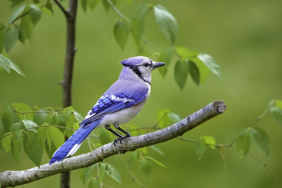 National Audubon Day (April 26)