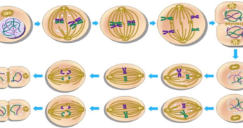 Understanding Meiosis: Stages, DNA Pairing, and Genetic Diversity