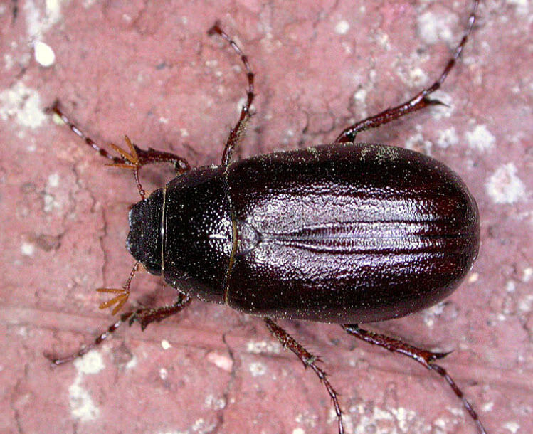 Robust Sun Beetle (Phyllophaga spp.)