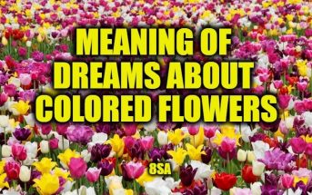 dreams colored flowers