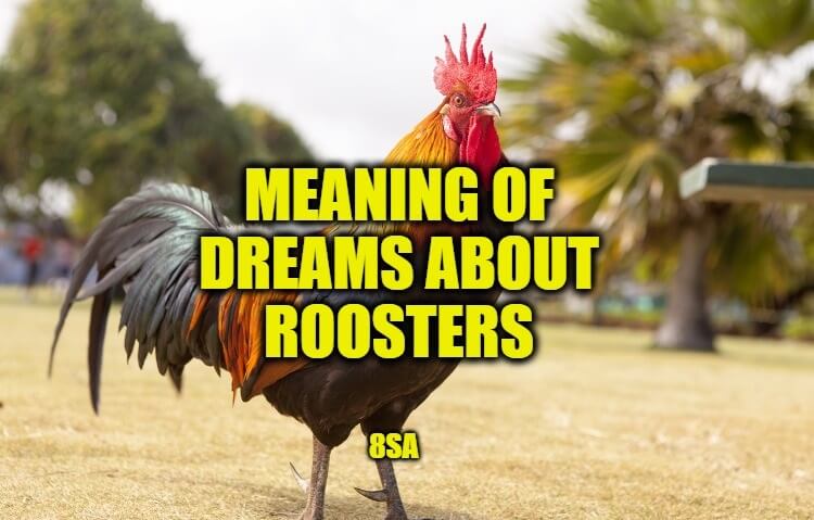 Dreams About Roosters