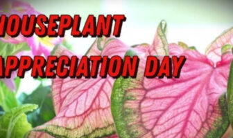 National Houseplant Appreciation Day (January 10)