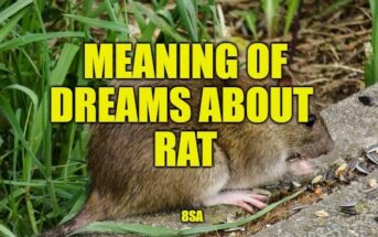 rat dreams