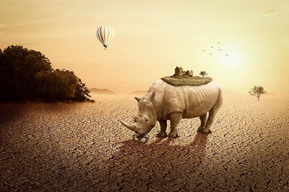 Save the Rhino Slogans to Raise Awareness