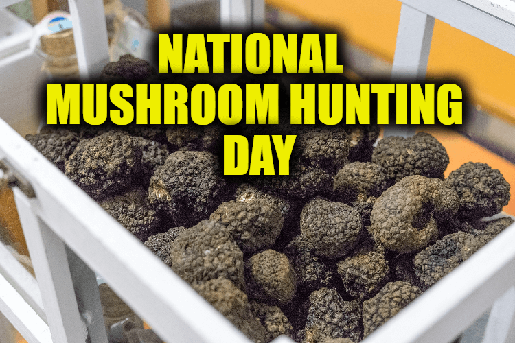 National Mushroom Hunting Day