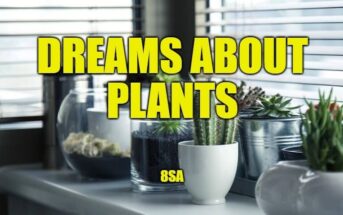 dream plants
