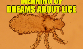 What Does Lice Mean in a Dream? Meaning of Dreams About Lice