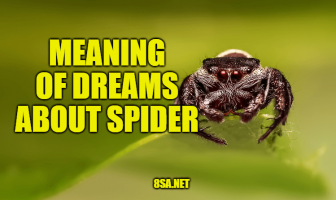 What Does Spider Mean in a Dream? Meaning of Dreams About Spiders