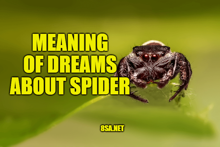 What Does Spider Mean in a Dream? Meaning of Dreams About Spiders