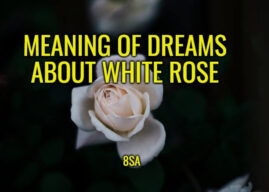 What Does White Rose Mean in a Dream? Meaning of Dreams About White Roses