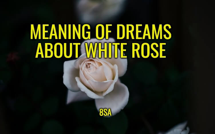 Dreaming of White Rose