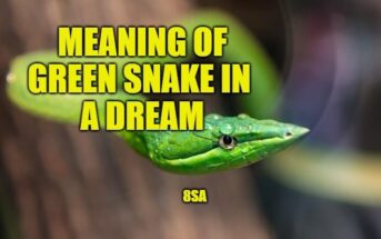 green snake dream