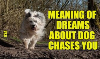 Dreams About Dog Chasing