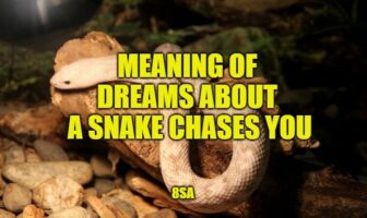 snake chase